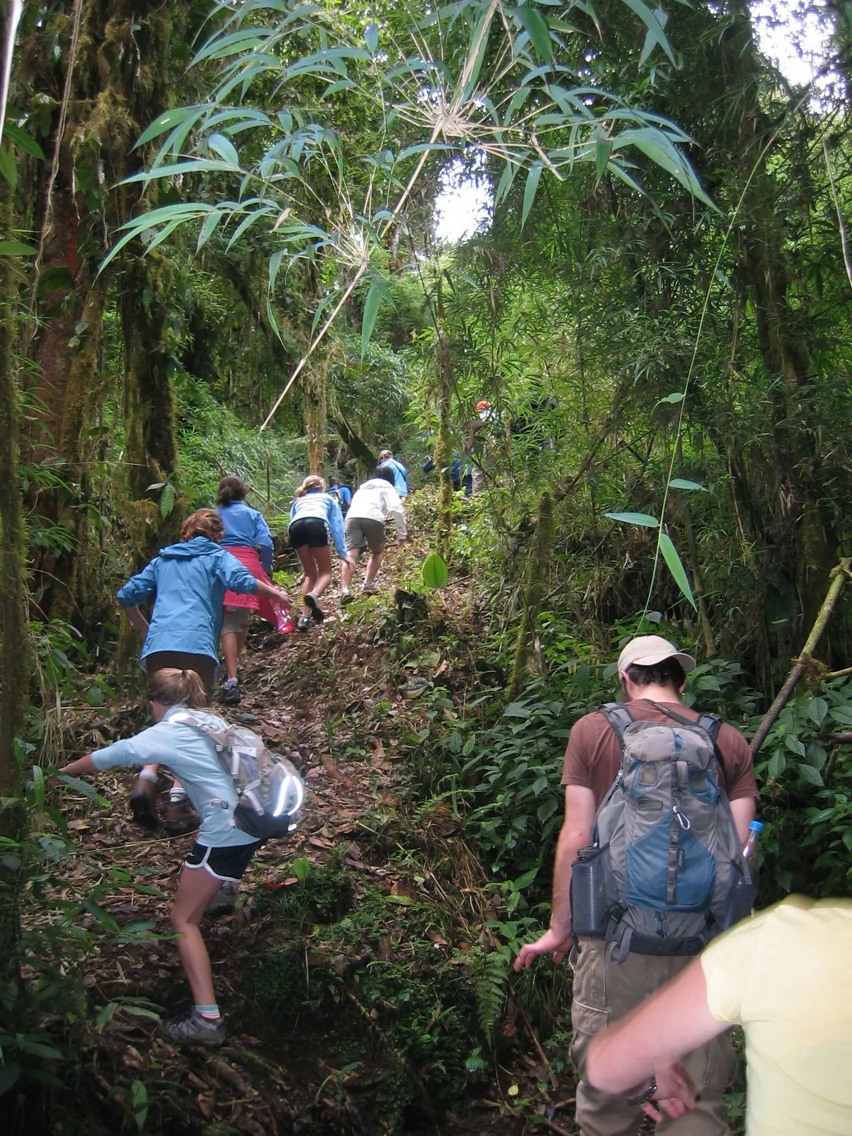 Lovett students hiking up a steep, narrow dirt trail through the lush, dense green cloud forest at Siempre Verde.